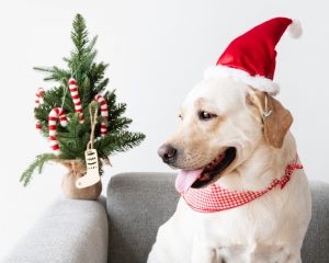 kerstboom huisdier